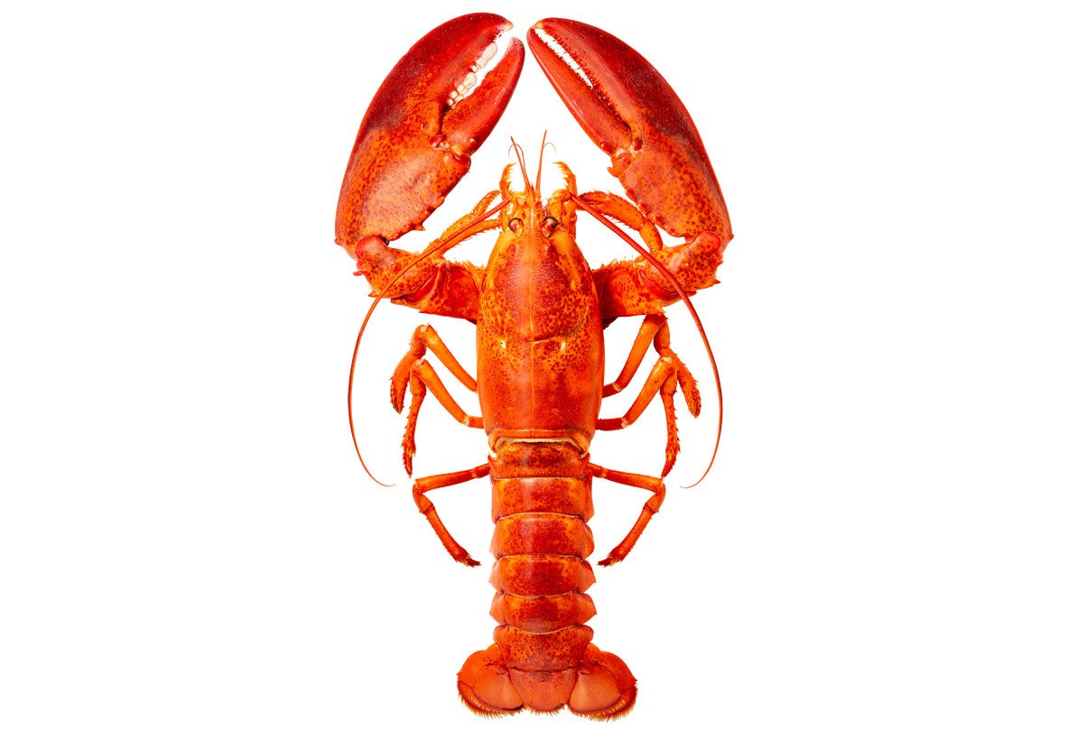 Screenshot of the Lobster Anatomy interaction.